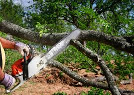 Trusted Lamesa, TX Tree Removal Experts