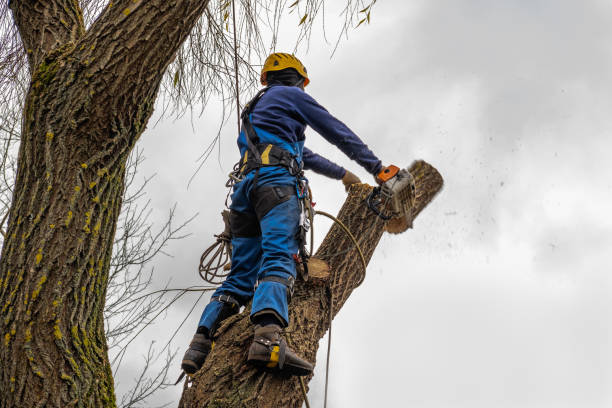 Best Tree Cabling and Bracing  in Lamesa, TX