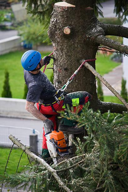 Best Commercial Tree Services  in Lamesa, TX