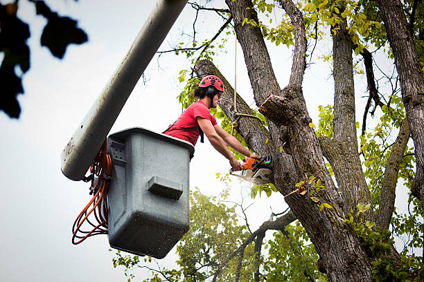 Best Tree Health Inspection  in Lamesa, TX